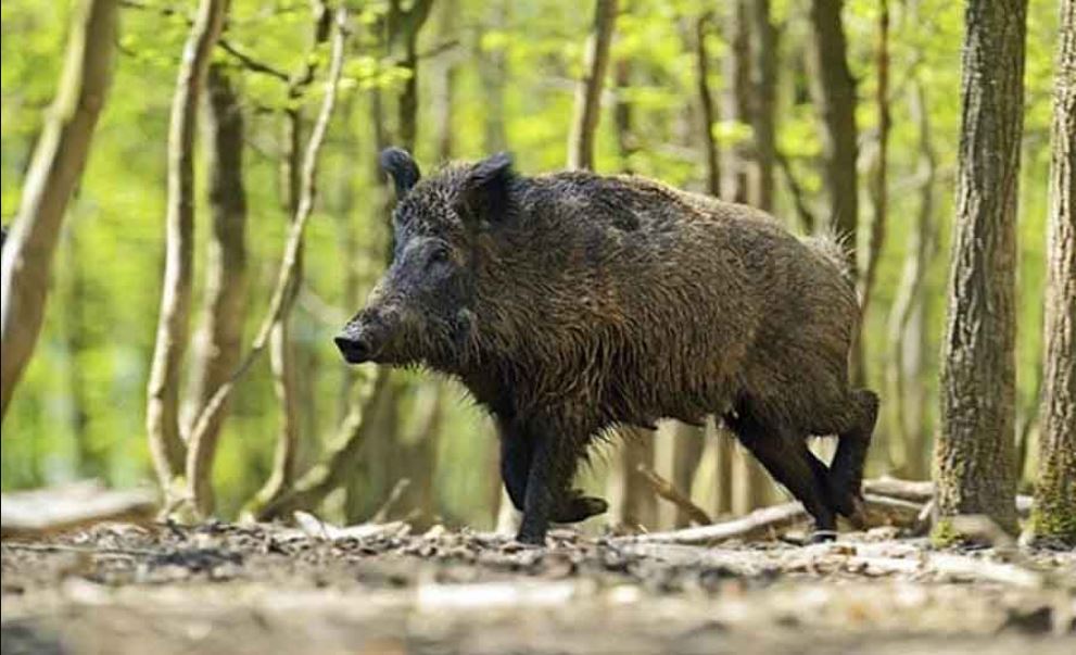 जङ्गली जनावरका कारण किसान हैरान